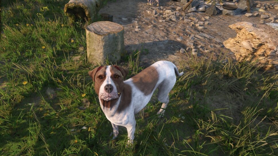 How to find food for Mutt in Kingdom Come: Deliverance 2 cover image